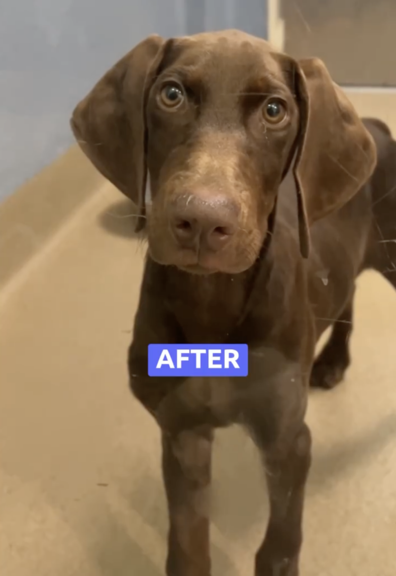 She Was Found With a Scar Around Her Muzzle—What That Meant Left Rescuers Heartbroken